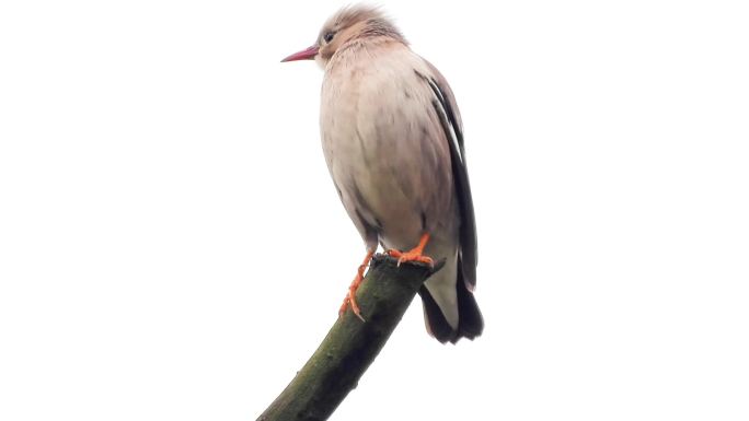原生态野生鸟，，漂亮的丝光椋鸟