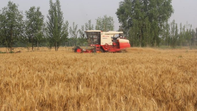 山东济南：三夏联合收割机麦收