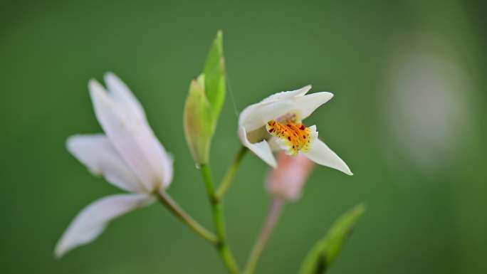 草本兰科中药材白芨观赏花卉