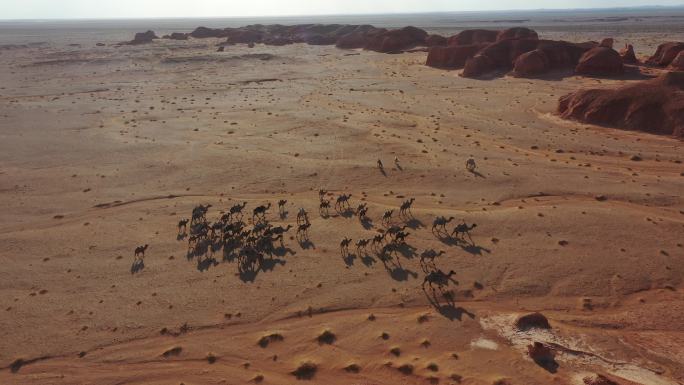 雅丹地貌实拍视频 阿拉善骆驼