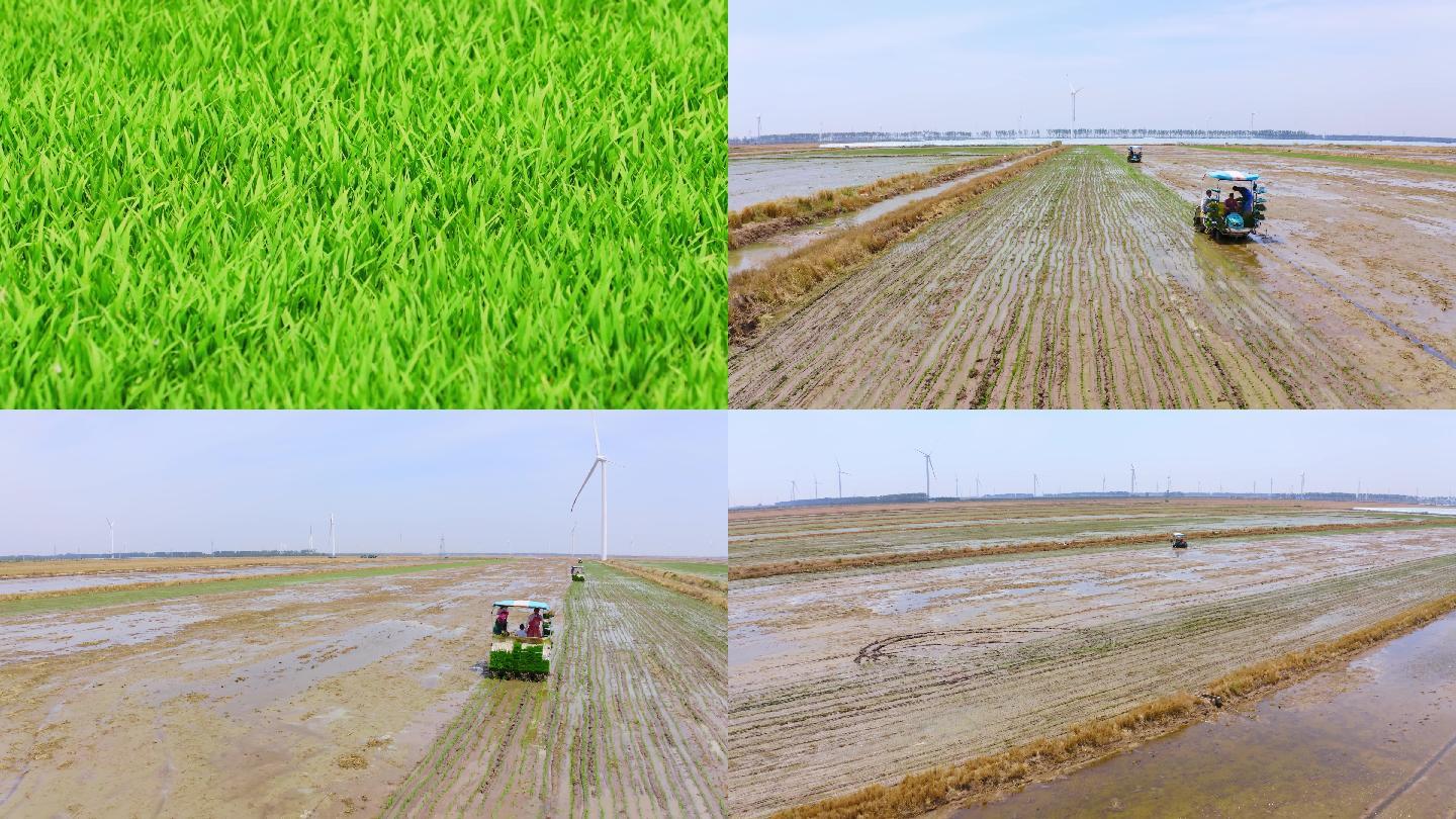 【4K】航拍农场水稻秧苗种植