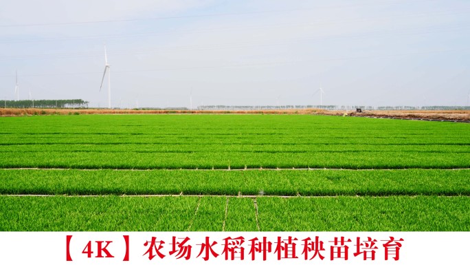 【4K】农场水稻种植秧苗培育
