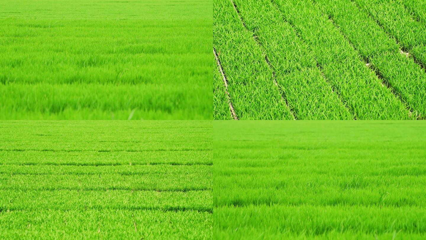 【4K】农场水稻种植秧苗培育