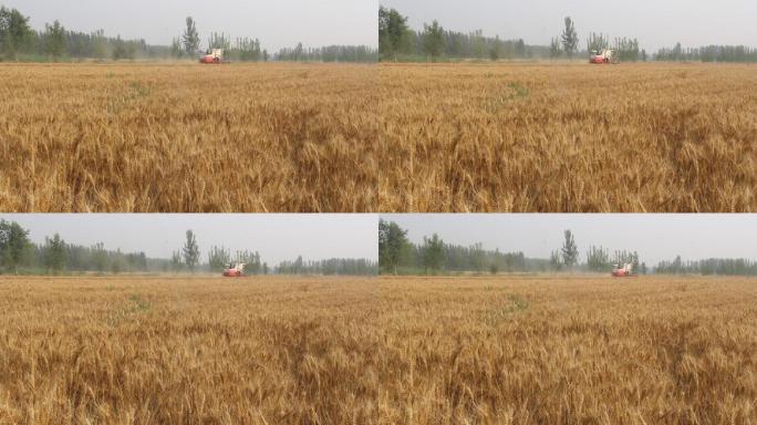 山东济南：三夏联合收割机麦收