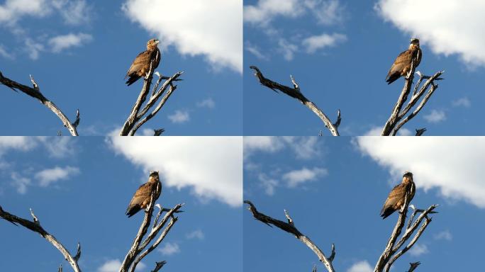 黄褐色鹰博茨瓦纳非洲野生动物园