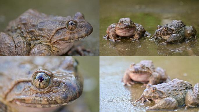 石蛙特写木槐养殖