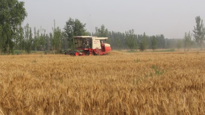 山东济南：三夏联合收割机麦收