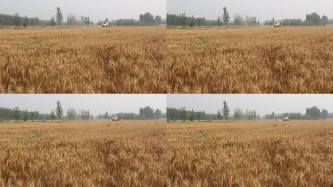 山东济南：三夏联合收割机麦收