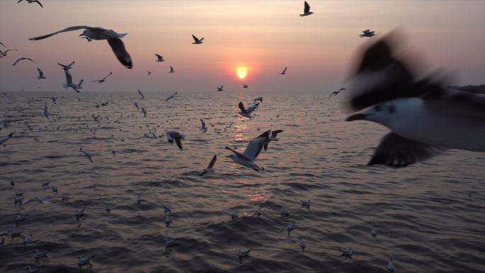 慢镜头海鸥与日落早晨自由自然