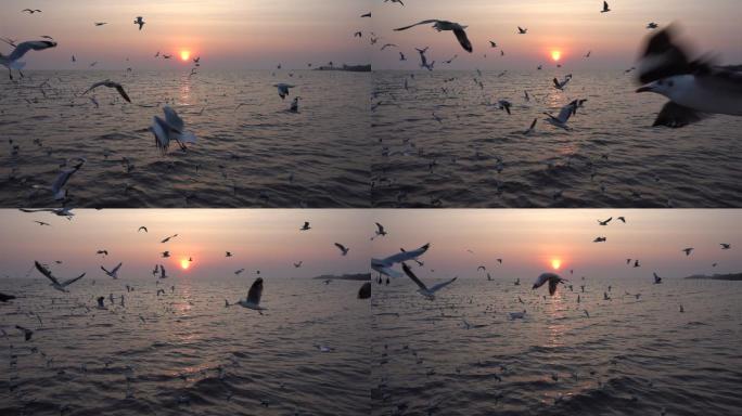 慢镜头海鸥与日落早晨自由自然