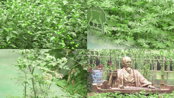 中草药种植，华佗和张仲景雕像