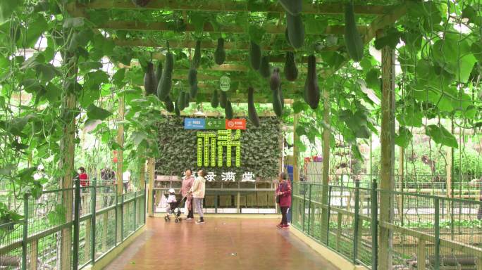 蔬菜温室大棚，农业观光旅游
