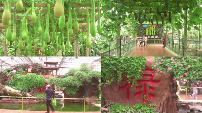 蔬菜温室大棚，农业观光旅游