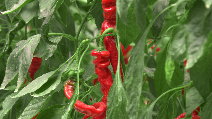 红辣椒的立体种植，寿光蔬菜