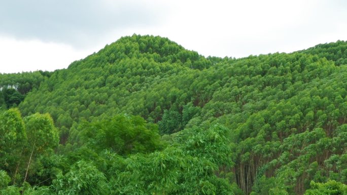 树林山林夏天吹风摇曳