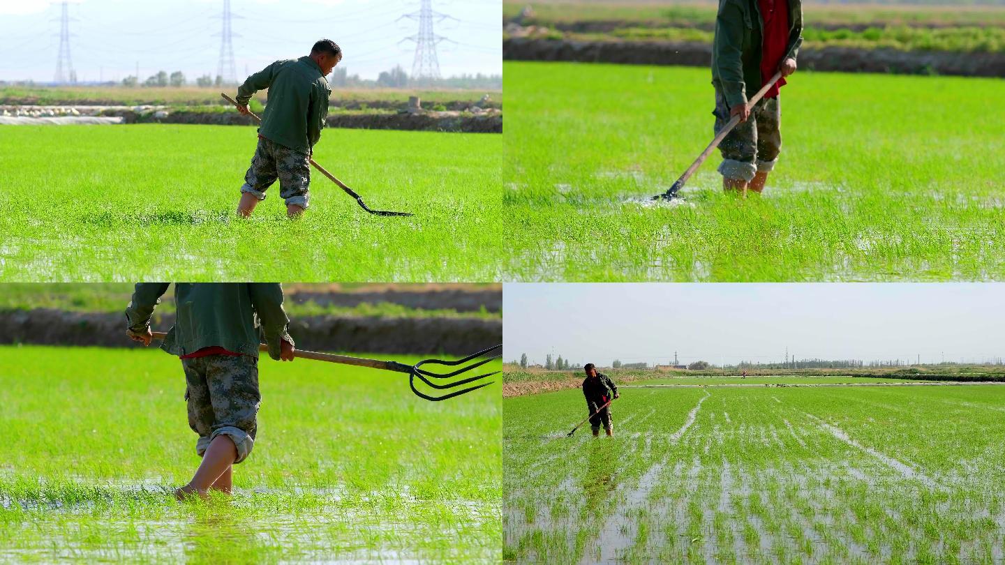 水稻种植农业农民劳作特写