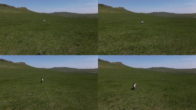 人牵着马走在草原上