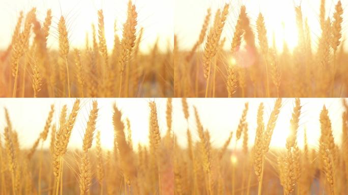 金色夕阳下田野中麦穗上成熟种子