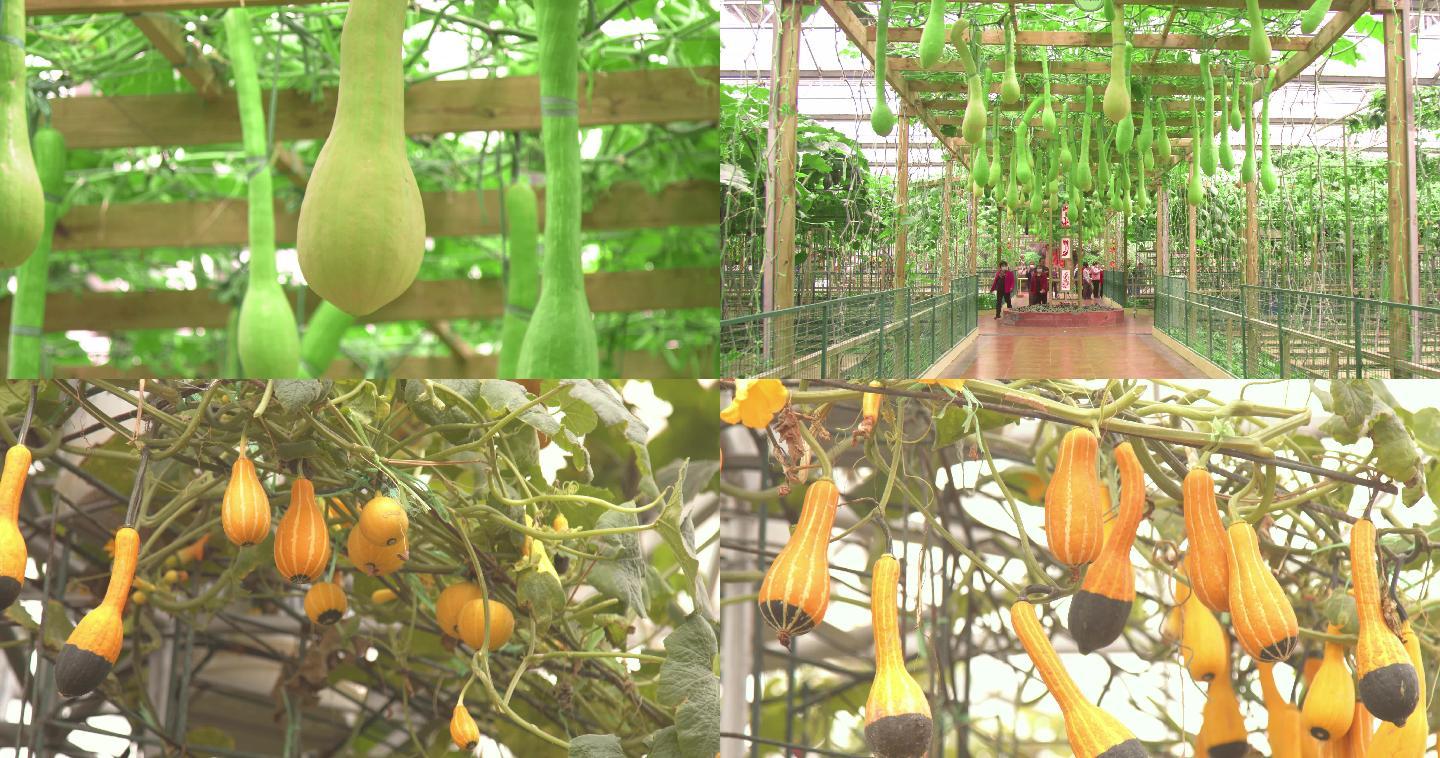 现代化蔬菜种植，玻璃温室大棚