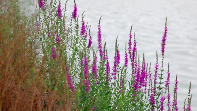 夏天湖边的千屈菜，紫红色的花