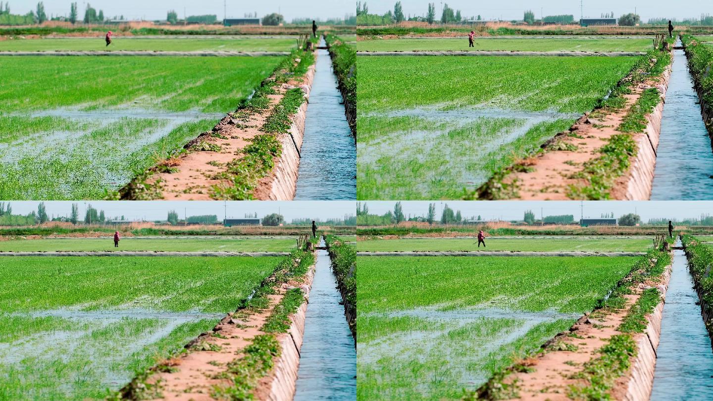 水利资源水稻灌溉与种植