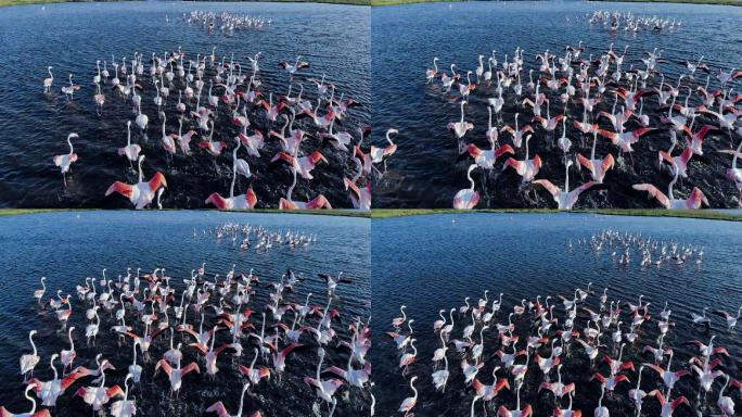 火烈鸟大海海岛湿地湖泊戏水鸟类保护动物