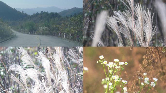 山间野草雾气山路景色