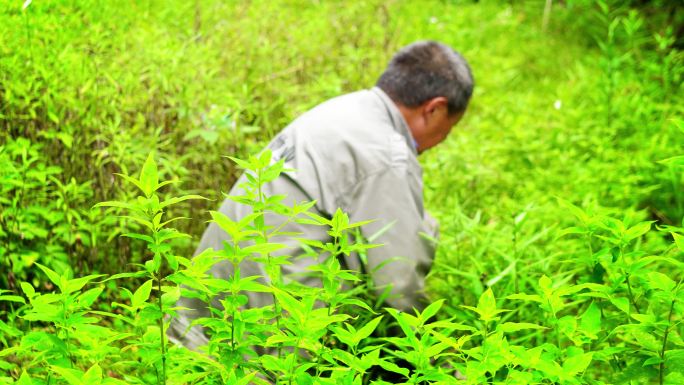 田园务农