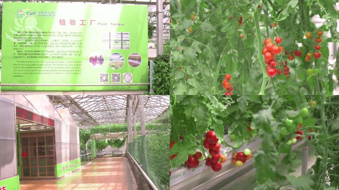 农业科技植物工厂，小番茄
