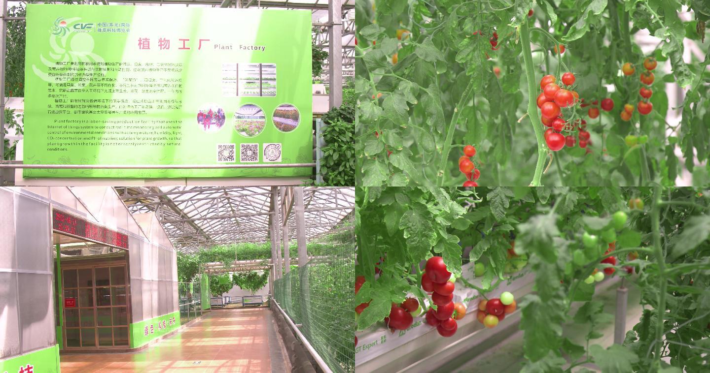 农业科技植物工厂，小番茄