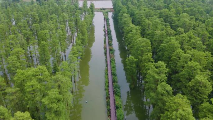 4k航拍武汉涨渡湖水杉合集