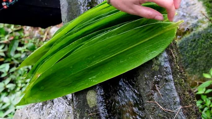 端午节洗粽子叶子2