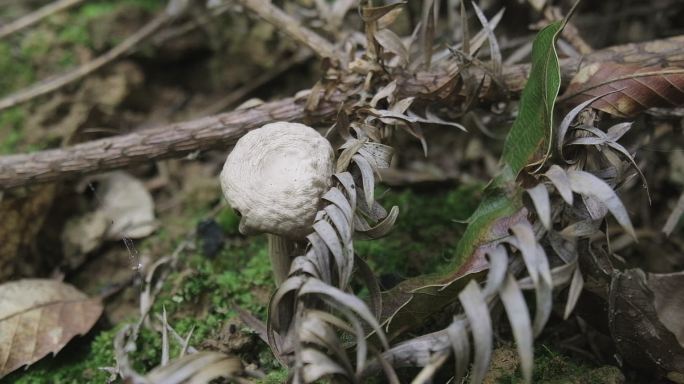 野生蘑菇还原luts色彩+灰片422