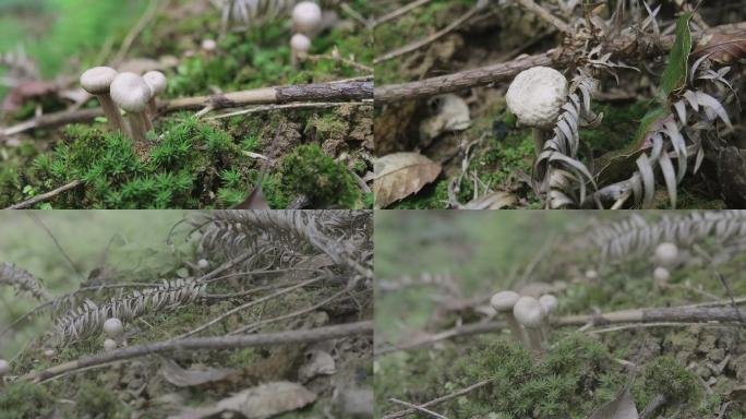 野生蘑菇还原luts色彩+灰片422