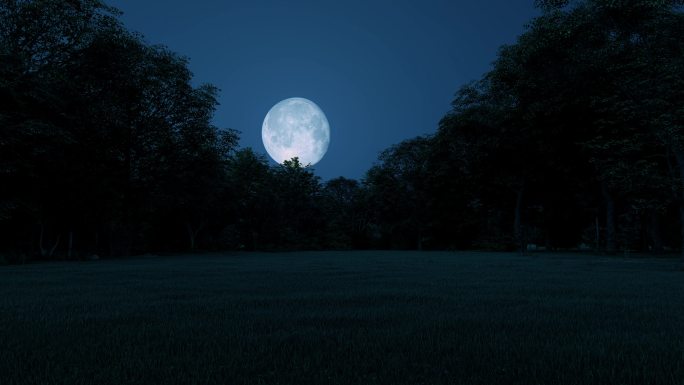 夜晚森林月亮月光4K