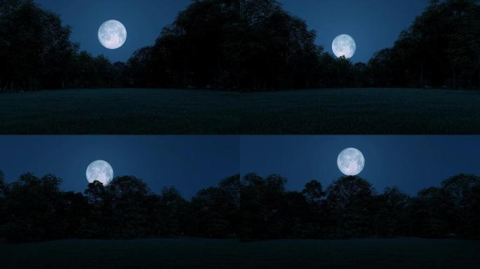 夜晚森林月亮月光4K