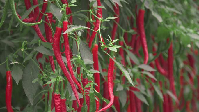 红辣椒，新品种