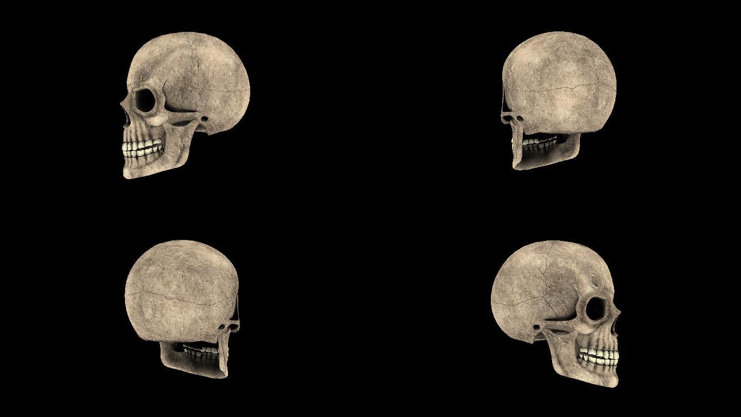 三维骷髅头旋转4k带通道