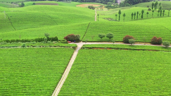 贵州湄潭中国茶海风光