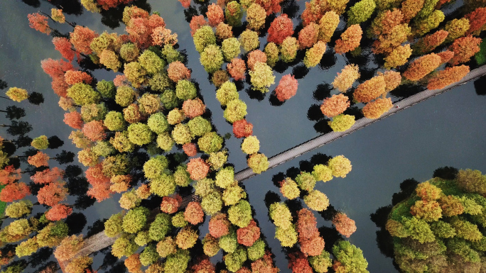 上海青西郊野公园水杉航拍秋景