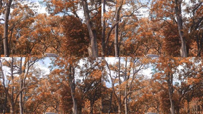 秋季树林视频