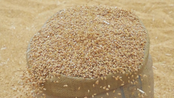 小麦粒掉落慢镜头麦粒特写三