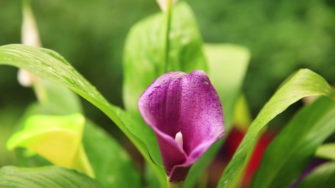 花卉种植白鹤芋采莲