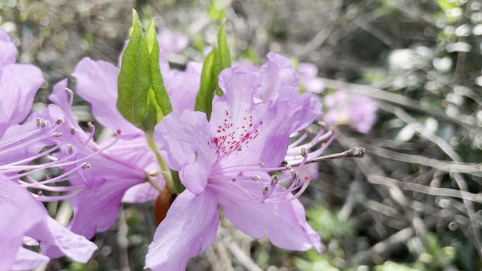 山花杜鹃春天初夏野花野杜鹃杜