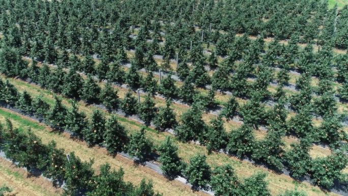 航拍果树种植基地农业科技