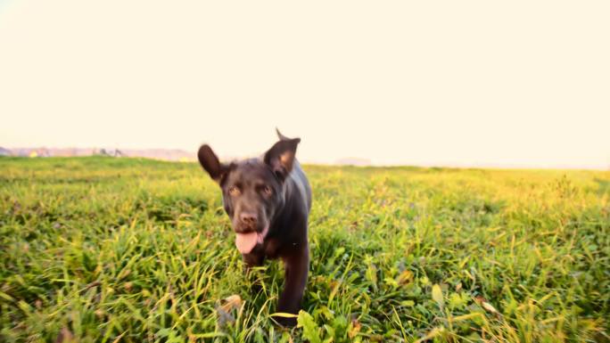 拉布拉多小狗在草地上奔跑