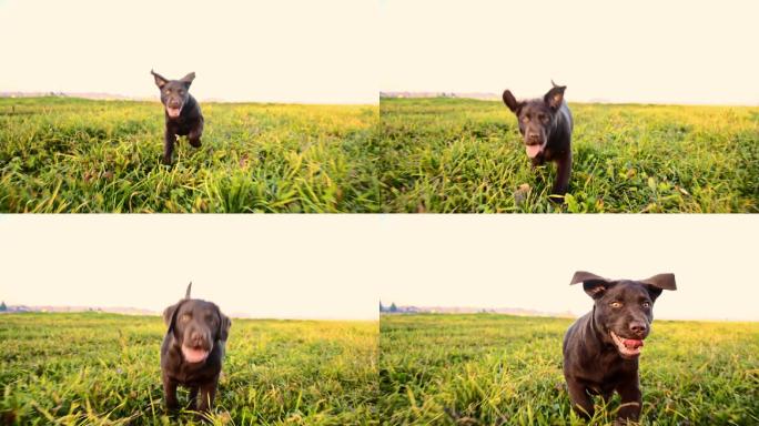 拉布拉多小狗在草地上奔跑
