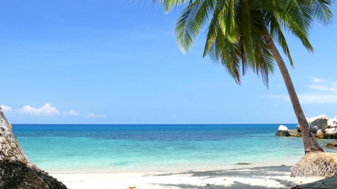 美丽的大海椰树蔚蓝水天一色
