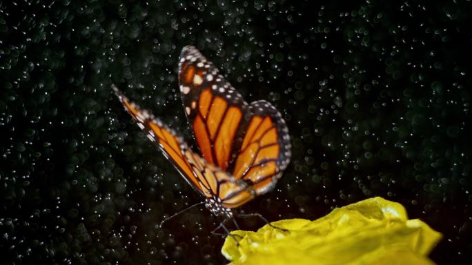 一只黄玫瑰上飞舞的蝴蝶