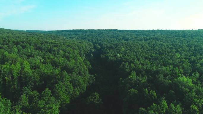 鸟瞰图沿着茂密的树林向前移动景色。